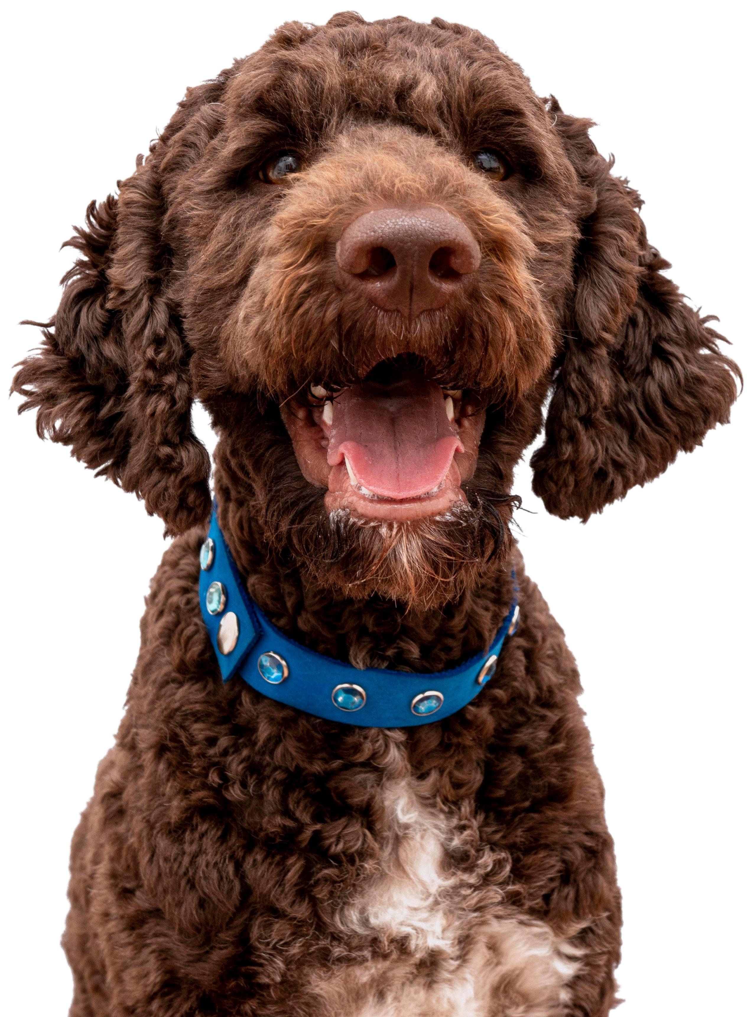 Natural Happy Pet Care