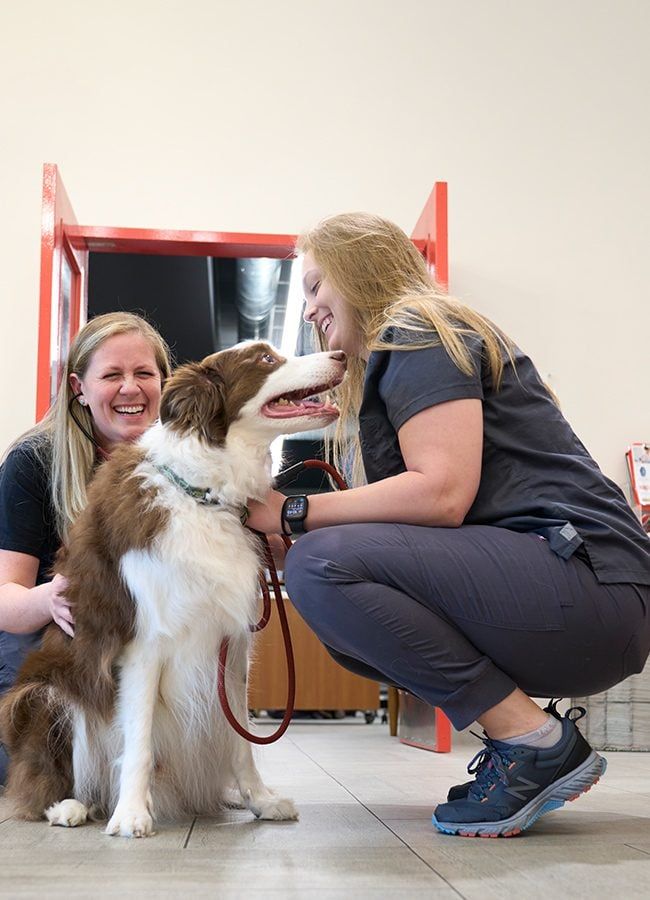 Complete Pet Services
