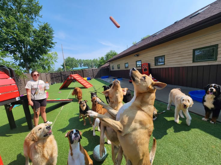Pet Boarding