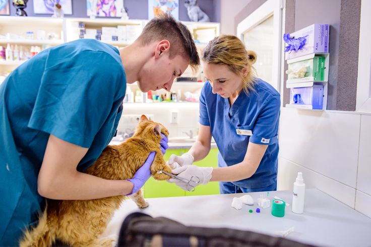 Veterinary Care