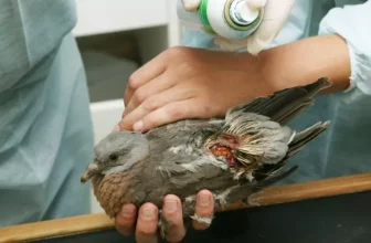 The Ultimate Checklist for Bird Care Essentials