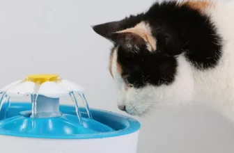 Keeping Your Pet Hydrated All Day